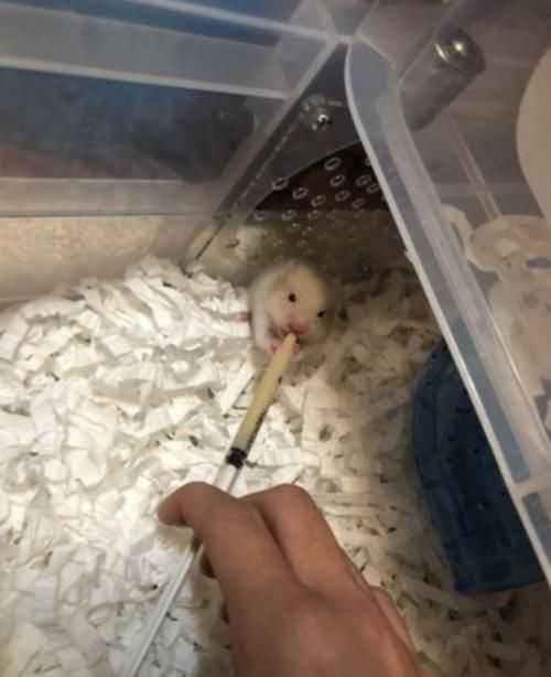  反对|老鼠就是脏，爷爷奶奶坚决反对养仓鼠，没多久竟趴在地上偷窥