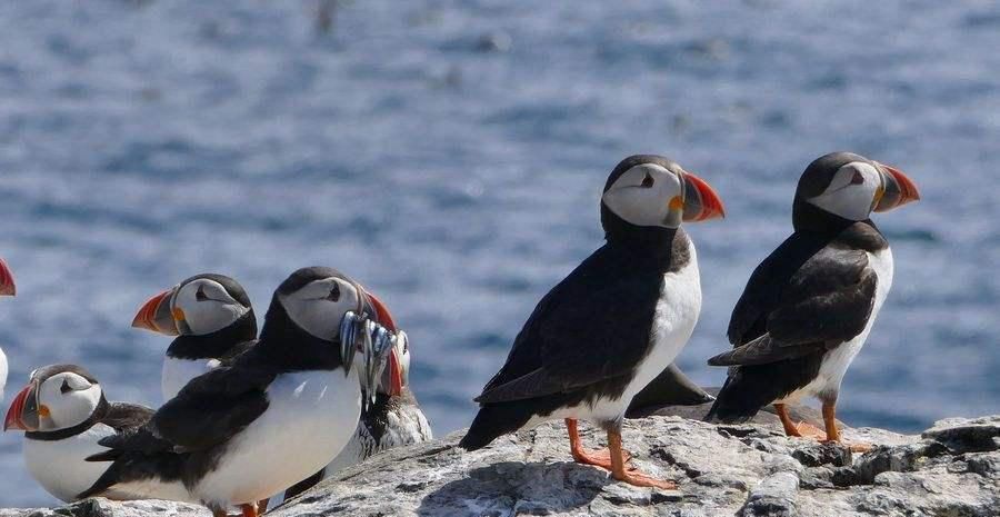 不服|世上最“好吃”的国家,连国宝都吃到快灭绝,中国吃货不得不服