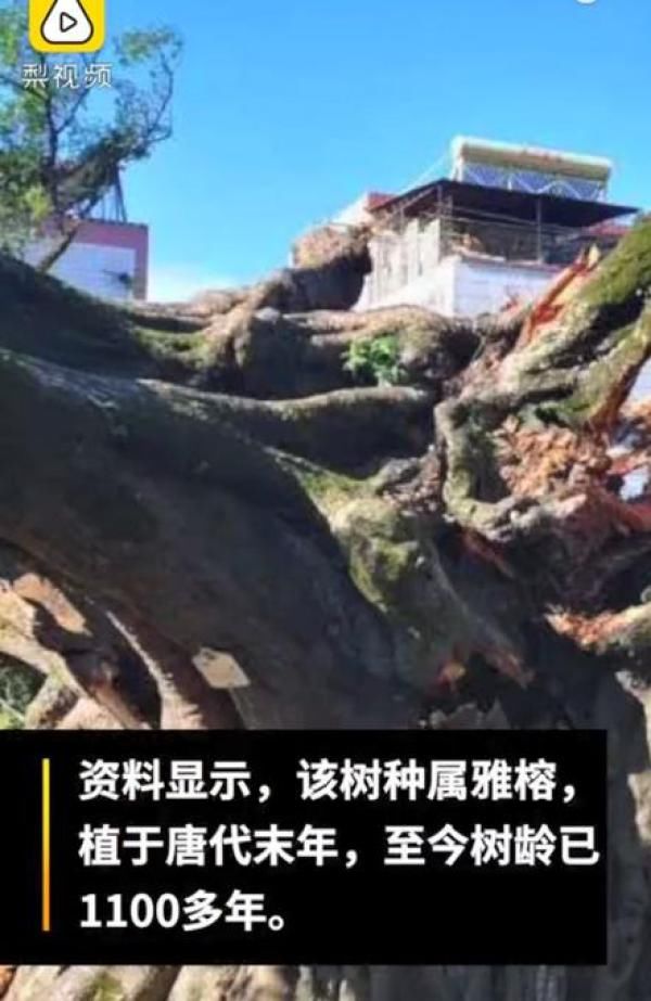  唐代|广东1100多岁古榕树倒塌：种植于唐代末年，当地正在抢救
