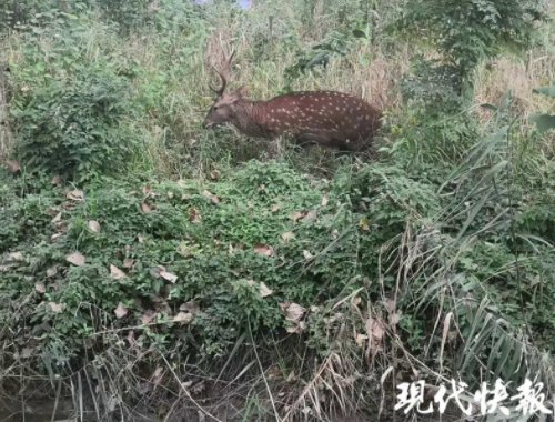 梅花鹿|农田里惊现梅花鹿,警力合力四小时才抓住