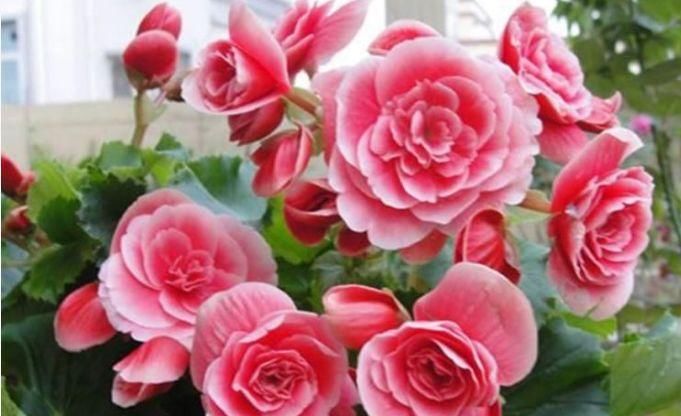  花香|养花试试这几款，花开繁盛花香怡人，寓意吉祥，漂亮好养