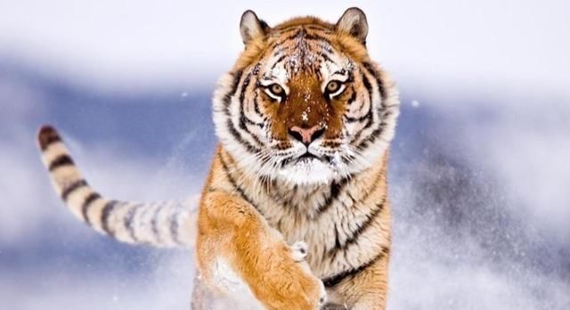 乌代|萨达姆的儿子到底有多奢侈?看看他养的宠物就知道了