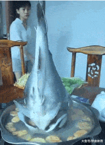  gif|搞笑gif-说句实话，我的生活真的不如这群狗