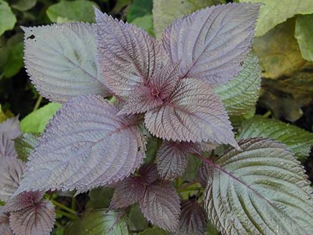 合适|大闸蟹蒸几分钟合适?记住这几个技巧,螃蟹肉嫩不柴不寒,超鲜美