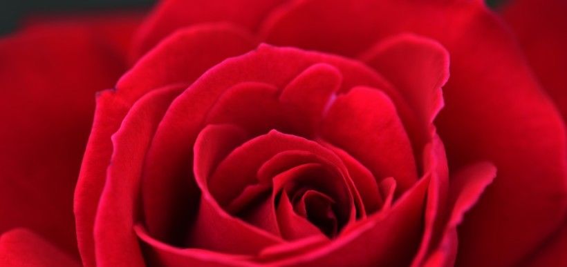 生肖鸡|7月份期间，十里桃花香，出门遇良缘，极易邂逅爱情的四生肖！