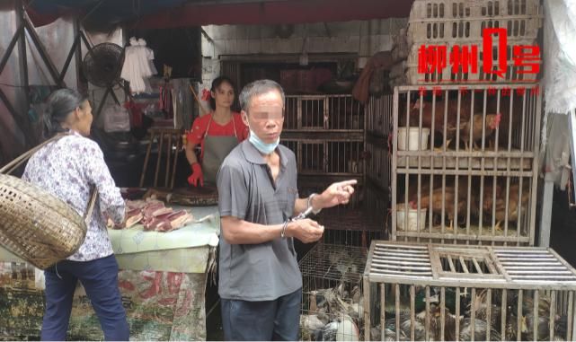 鸡笼|青云菜市一鸡笼凌晨少了12只鸡!公共视频拍下…