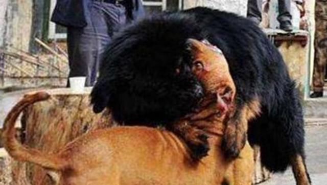 狗狗|中国藏獒和美国比特对决，谁是最后的赢家？观众记录精彩过程