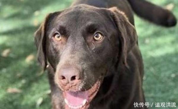  重逢|爱犬逃家被告知死在路边，结果2年后缘分让他们再度重逢！
