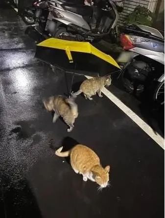  避雨|雨中暖心一幕：小男孩为猫避雨，引来众多流浪猫＂捧场＂