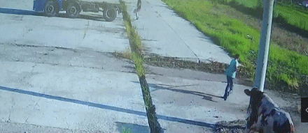  发狂|吓人！1200斤大黄牛宰杀前一秒发狂…狙击枪都用上了