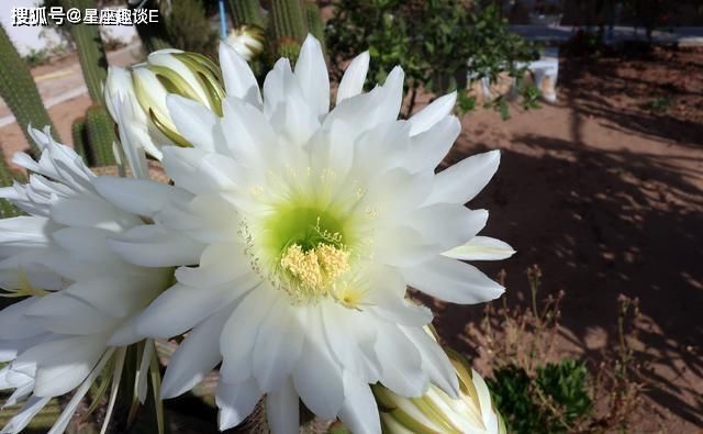  朋友|水瓶座对待周围的人足够真诚