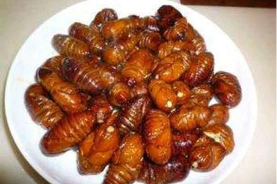  营养|吃蚕蛹有哪些营养,蚕蛹还可以这样吃,以前不知道，一起了解