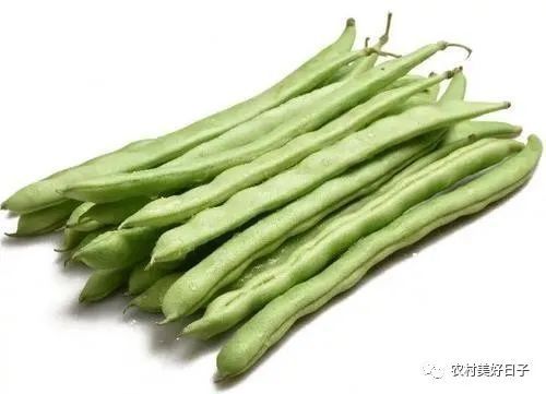 幼苗|四季豆的种植和日常管理