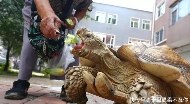  逛街|八旬奶奶买来乌龟，几年后发生巨变，逛街时路人惊呆