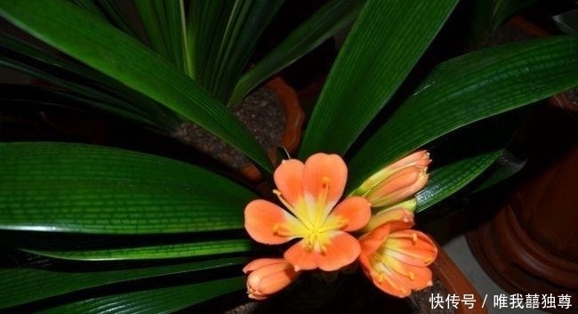  种植|花卉种植技术：君子兰不开花是什么原因，施肥不当通风不畅！