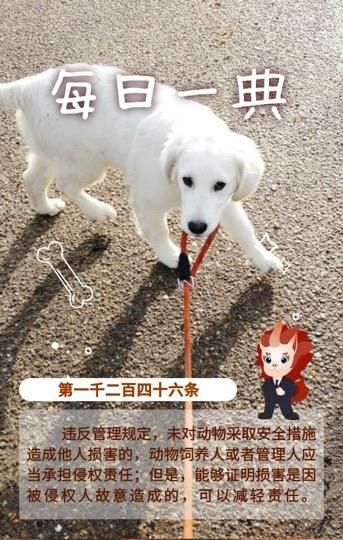 需担|每日一典丨文明养犬,侵权需担责