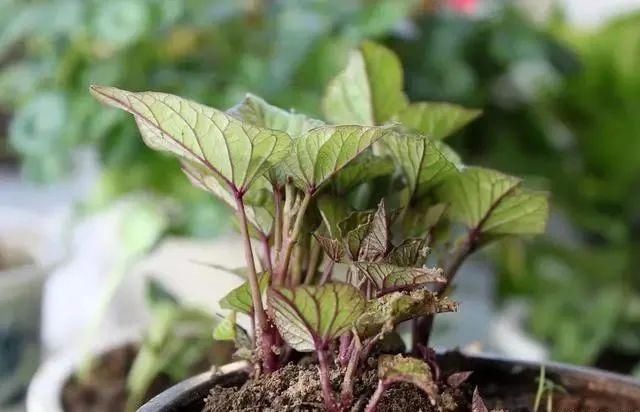  营养|这4种食物发芽后，不仅没“毒”，营养反而更高，爱吃的人真有福