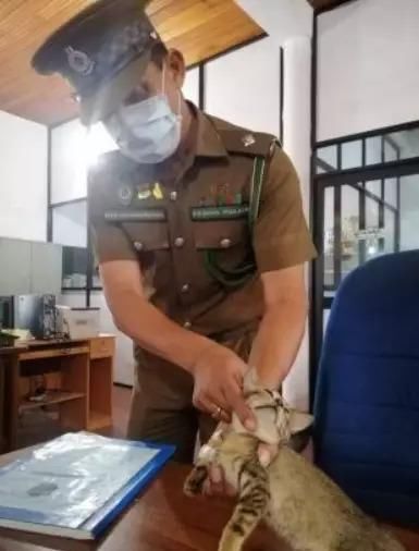 监狱|厉害了!某监狱犯人居然利用猫咪“贩毒”,胆子是真的大