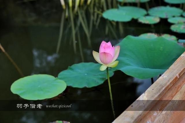 仙气|穿上汉服穿越时空，这个葛仙村果然有“仙气”