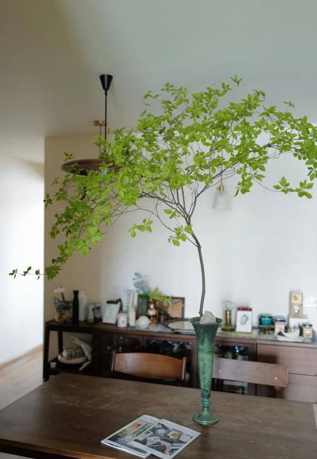  吊钟|她们的家，美得很让人种草