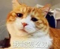 居然|铲屎官怀孕后，狗狗居然是这样的反应......