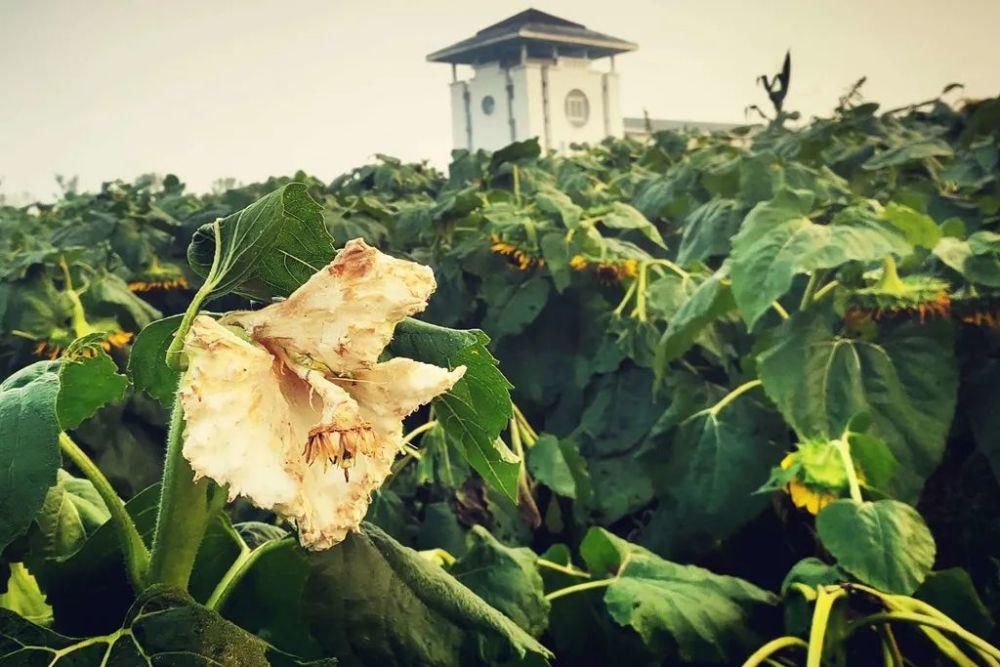 小编|痛心！沭河风车花海向日葵惨遭“毒手”！是谁干的？