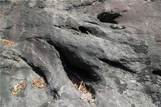  大峡谷|六安一大峡谷里惊现巨树化石