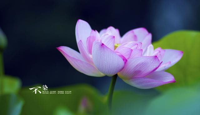 势不可挡|8月开始财运大好，3大生肖运势不可挡，贵人运旺，开心发大财