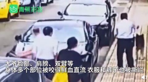  保安|可怕！大爷被狗撕咬保安两次上前施救