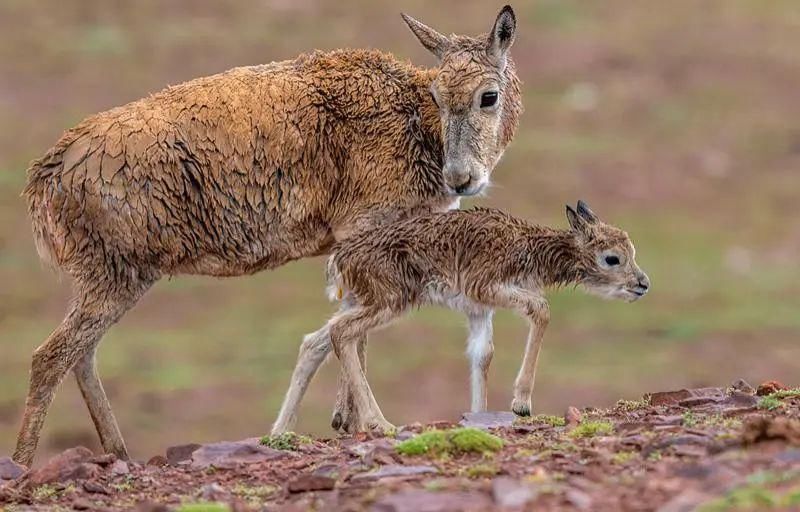  深圳|可可西里的守护者！深圳男子用镜头记录荒原上的藏羚羊