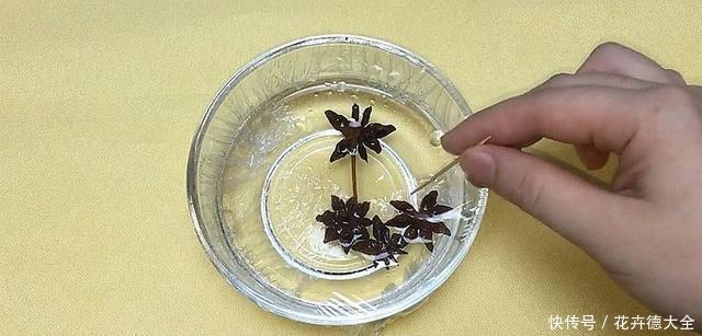  八角的味道|常用的八角有特别用法，感兴趣的赶紧学学，能知道不少