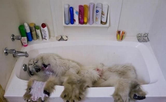  合法|有钱人花上33万，就可以在加拿大合法杀死一只北极熊