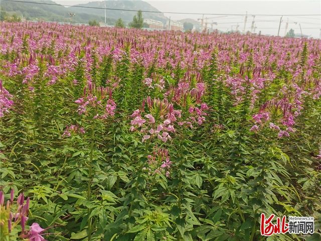  醉人|河北秦皇岛抚宁花海大道 一路繁花风景醉人