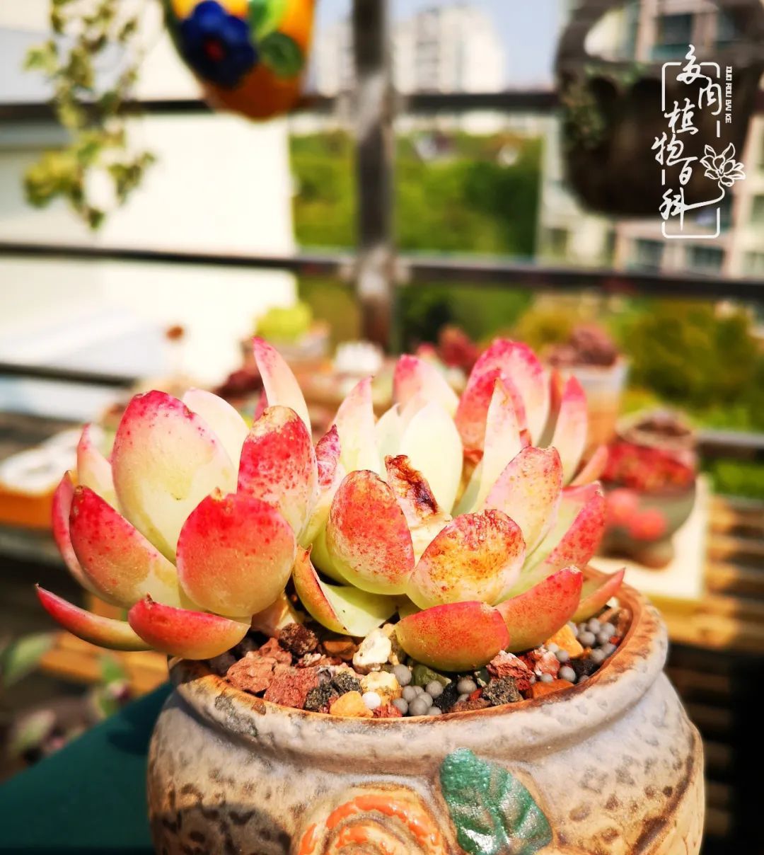  萌化|当粉粉的多肉捧在手心，我体验到了什么叫“萌化了心”