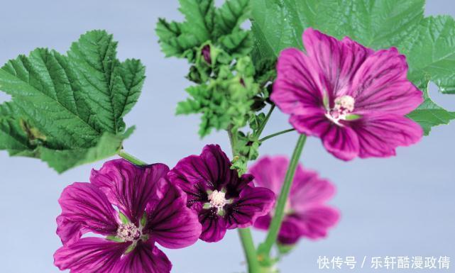 射手|十二星座自己都不愿意承认的事,射手爱现,天秤多疑,你呢