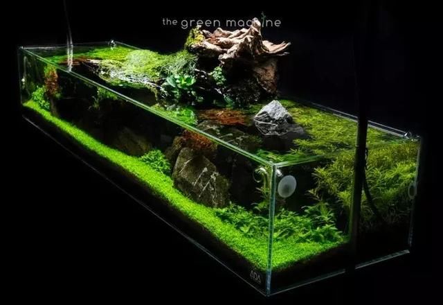 矮缸造景:矮缸美起来,竟如此不可比拟!
