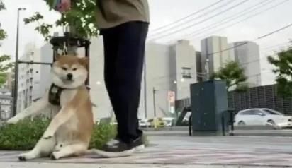 懒到|不想走了!废柴瘫软一地懒到回不了家,网笑:是放假的我