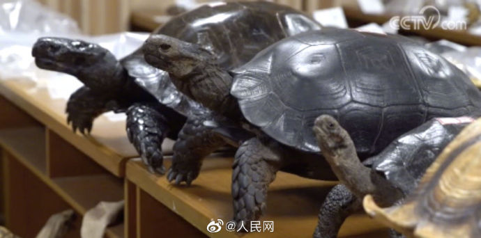 野生动物|福建破获价值超千万贩卖野生动物案