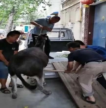 顺手|内黄胡某“顺手牵驴”触法网，贪婪侥幸要不得