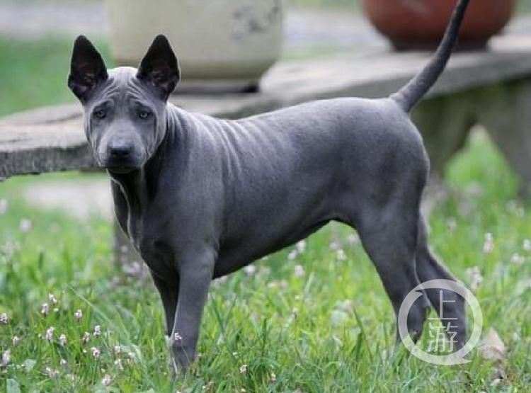  告孙贤君|浙江5岁男童被未牵引的猛犬咬伤狗主人和遛狗者被判赔偿