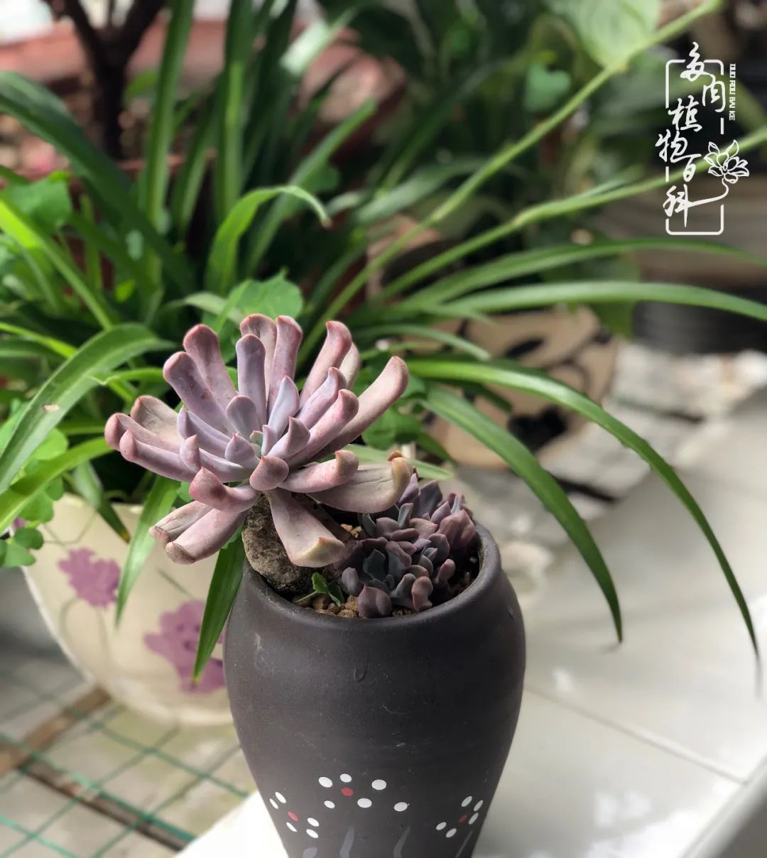  遇上|遇上多肉，遇上美好，情不知所起，一往而深！