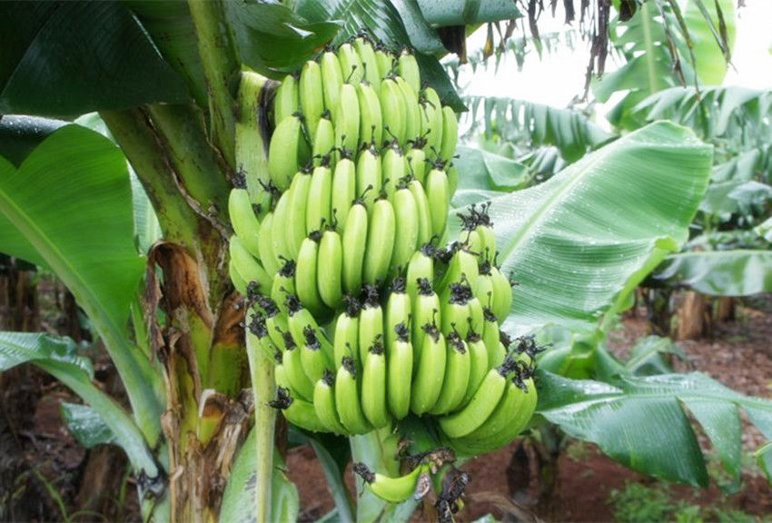  香蕉|美国史上两次“香蕉战争”，一次跟香蕉有关，一次却跟香蕉不沾边