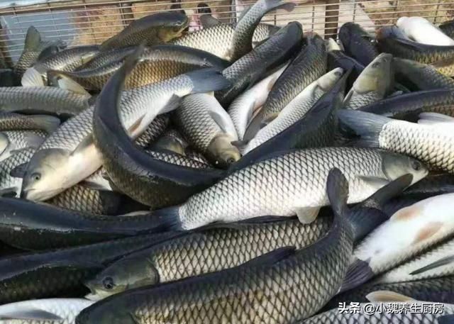 放置很久|买鱼时,遇到这五种鱼转身就走,浪费钱还不健康,内行人从来不买