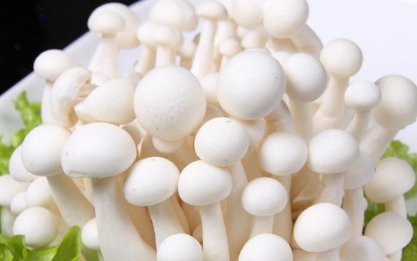  珍稀|白玉菇一种珍稀食用菌，那么它的功效与作用是什么？怎么做养生？