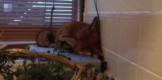  一看|厨房中突然传来巨响，主人冲去一看，顿时不淡定了