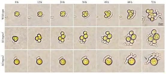 共生|PNAS | 魏江春院士课题组在调控地衣型真菌形态转变与共生方面取得重要进展