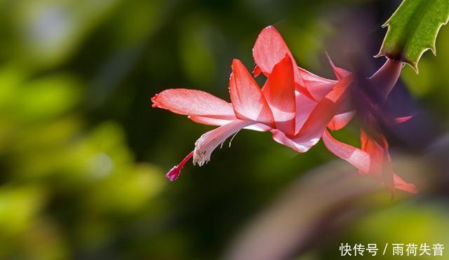 生长|要想植物长得旺盛,修剪的步骤不可缺少,这3种花更是典型!