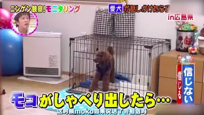 老婆|老婆变成了石原里美?脑洞和尺度齐飞,这档综艺想抄都抄不来