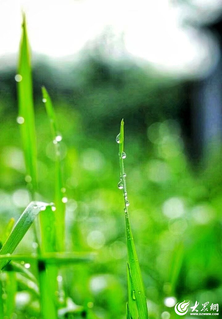 今日雨水：伴着春雨，一路向前！