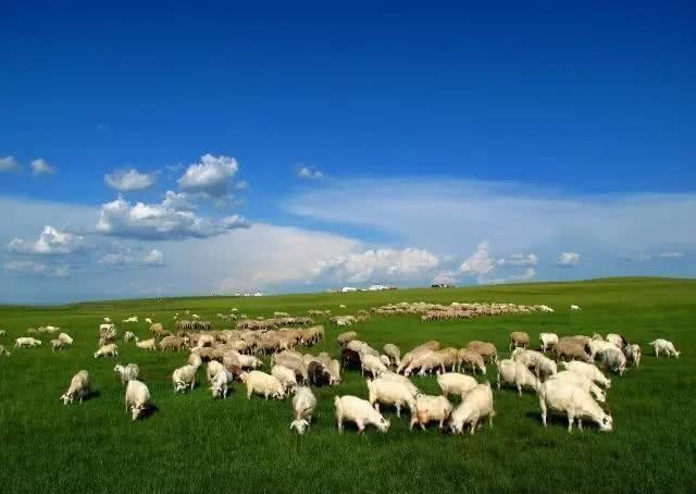 唐朝|看《长安十二时辰》,浅析唐朝羊肉饮食文化?羊肉来源,烹饪方法